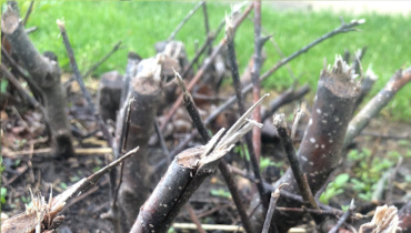 invasive herbicide treatment