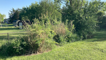 invasive weed clean-up